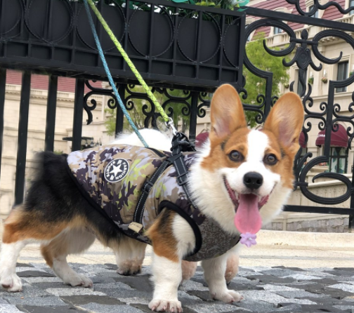 Pet jacket Coat