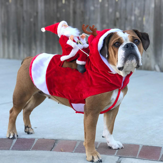 Dog Christmas Costume