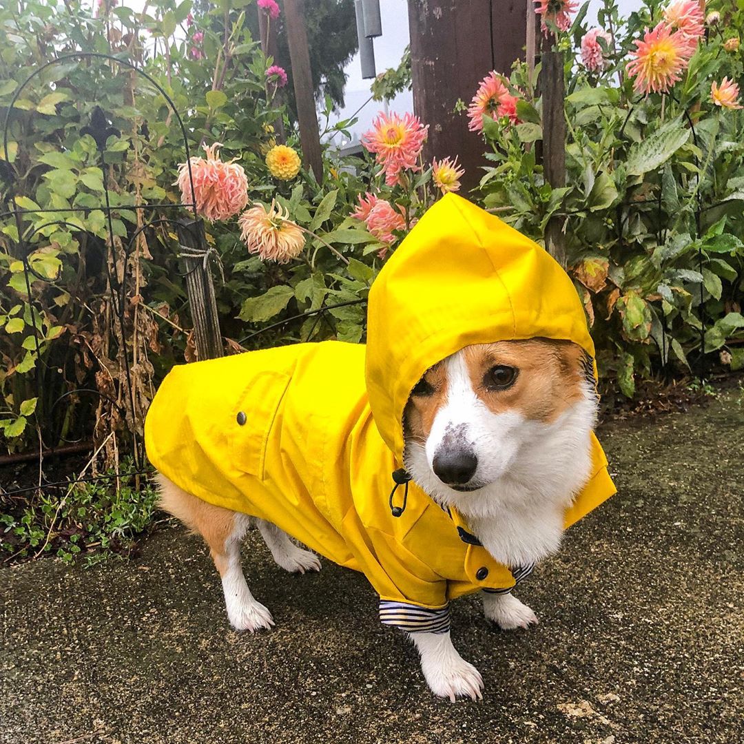 Dog Raincoat