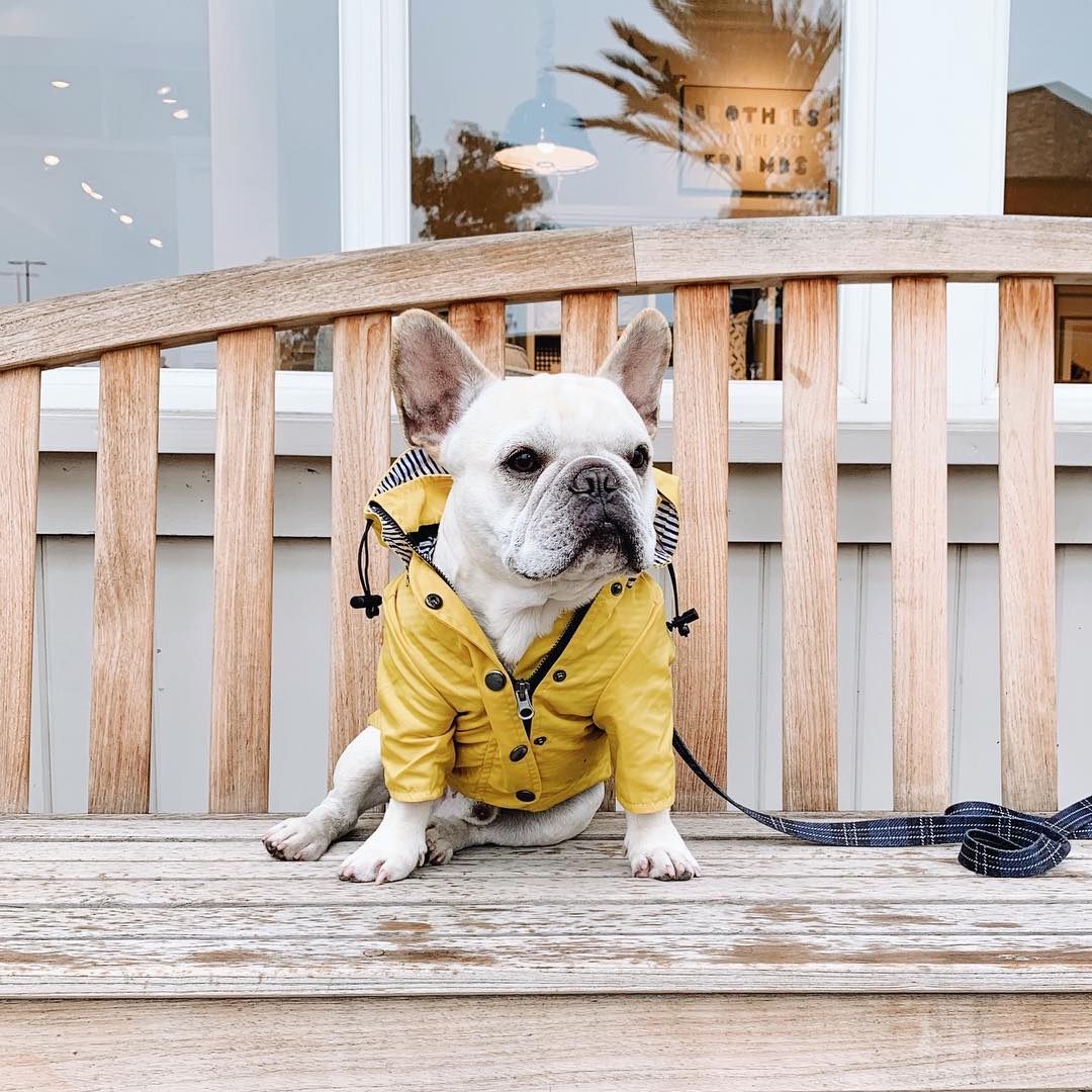 Dog Raincoat