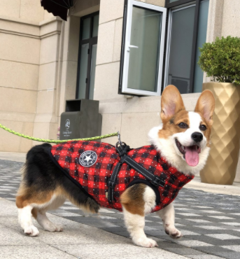 Pet jacket Coat